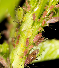 aphids on the plant. close