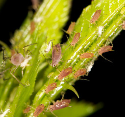 aphids on the plant. close