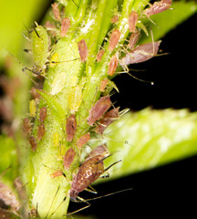 aphids on the plant. close