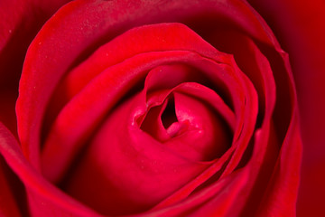 red rose as a background. close