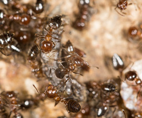 ants. close