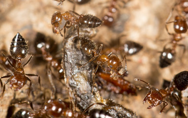 ants. close