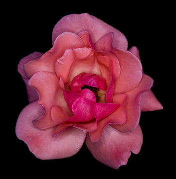 Fototapeta Rose flower isolated on black background