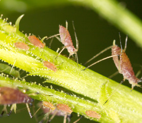 aphids on the plant. close