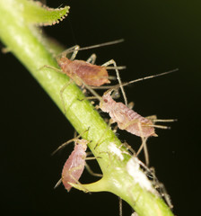 aphids on the plant. close