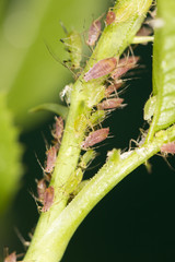 aphids on the plant. close