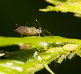 aphids on the plant. close