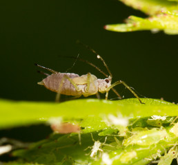 aphids on the plant. close
