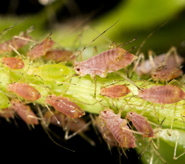 aphids on the plant. close