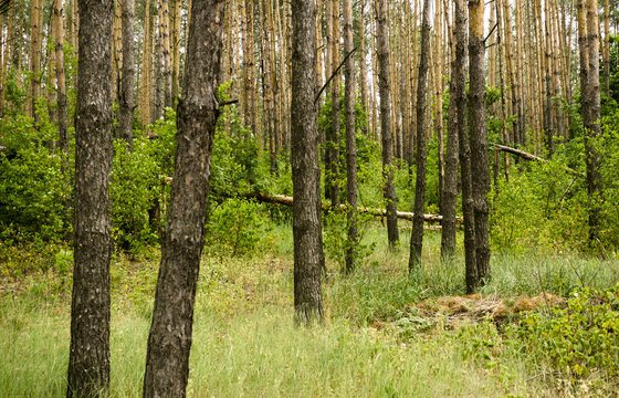 View of a pine forest, bushes and grass