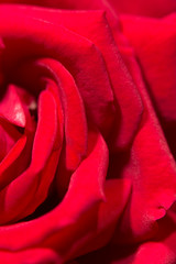 red rose as a background. close