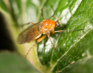 fly on a green leaf. close