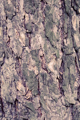 Tree bark