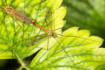 Mosquitoes make love