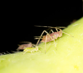 aphids on the plant. close