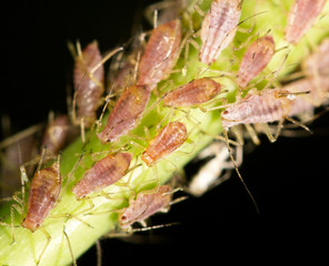 aphids on the plant. close