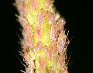 Naklejka premium aphids on the plant. close