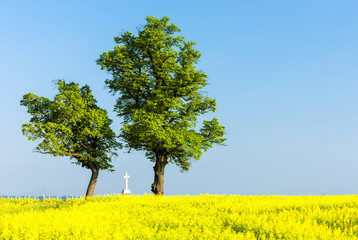 trees and cross with rape field, Czech Republic