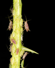 aphids on the plant. close