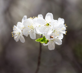 white flowers on the tree in nature