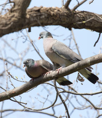 two doves in love on the tree in nature