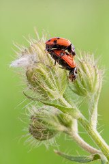 ladybug mating