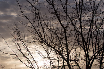Fototapeta na wymiar bare tree branches at dawn sun