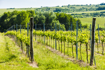 Fototapeta na wymiar vineyard near Hnanice, Southern Moravia, Czech Republic