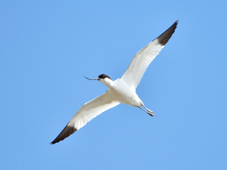 Fototapeta na wymiar Pied avocet (Recurvirostra avosetta)