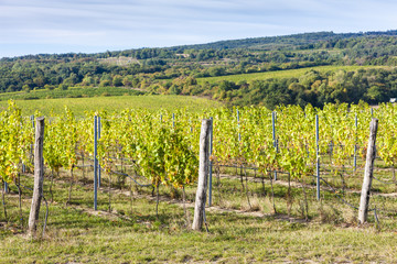 Fototapeta na wymiar vineyard near Hnanice, Southern Moravia, Czech Republic