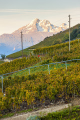 vineyards in Sion region, canton Valais, Switzerland
