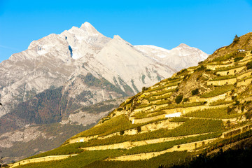 vineyards in Sion region, canton Valais, Switzerland