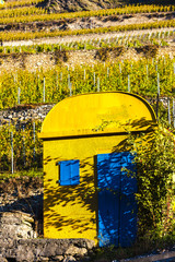 vineyard in Sion region, canton Valais, Switzerland