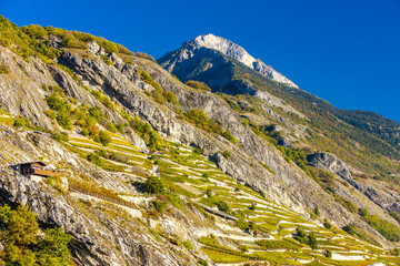 vineyards in Ardon region, canton Valais, Switzerland