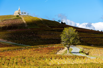 vineyards grand cru in Beaujolais witha church, Fleurie, Rhone-A