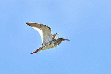 Common Redshank (Tringa totanus)