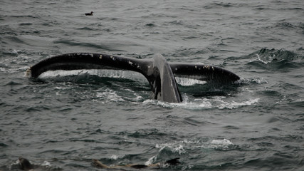 Obraz premium Walflosse