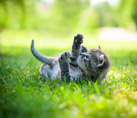 kitten walking on the grass
