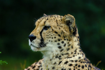 Jachtluipaard ligt te staren.