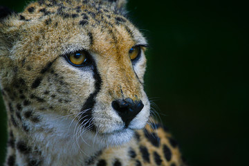 Cheetah staart.