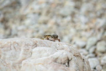 Gecko lizard on rocks 