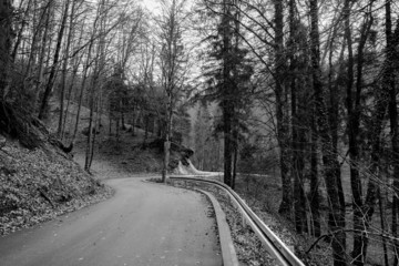 Road in autumn forest landscape