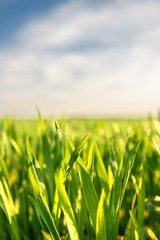Closeup photo of fresh green grass