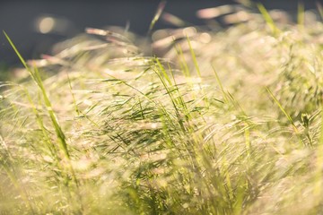 Green grass in artistic composition