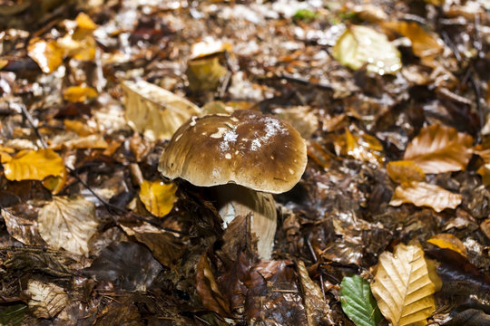 edible mushroom in forest