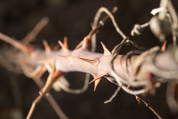 thorns on a branch plant