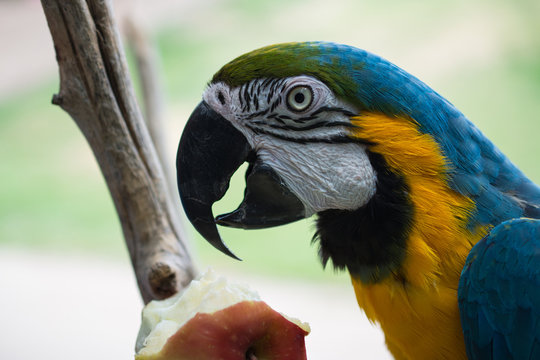 Parrot eating an apple