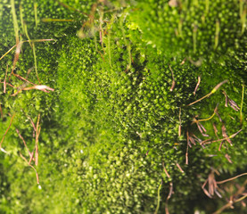 green moss on nature. close-up