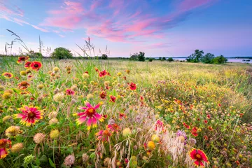 Deurstickers Texas wilde bloemen bij zonsopgang © dfikar