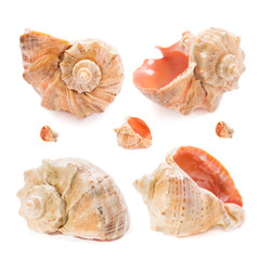 Shells of marine gastropods on a white background